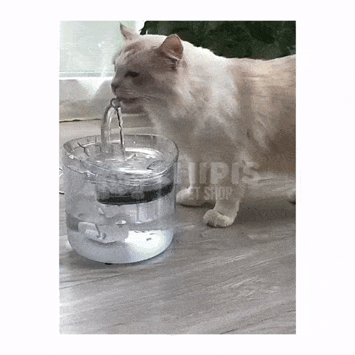 Fuente de Agua para Gatos - Chipis